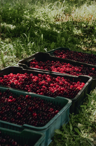 Wisniewski Cherry Liqueur 0,7 l