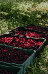 Wisniewski Cherry Liqueur 0,7 l